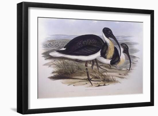 Straw-Necked Ibis (Threskiornis Spinicollis), by John Gould-null-Framed Premium Giclee Print