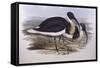 Straw-Necked Ibis (Threskiornis Spinicollis), by John Gould-null-Framed Stretched Canvas