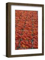 Strawberries at outdoor market, Honfleur, Normandy, France-Lisa S. Engelbrecht-Framed Photographic Print