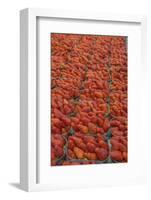 Strawberries at outdoor market, Honfleur, Normandy, France-Lisa S. Engelbrecht-Framed Photographic Print