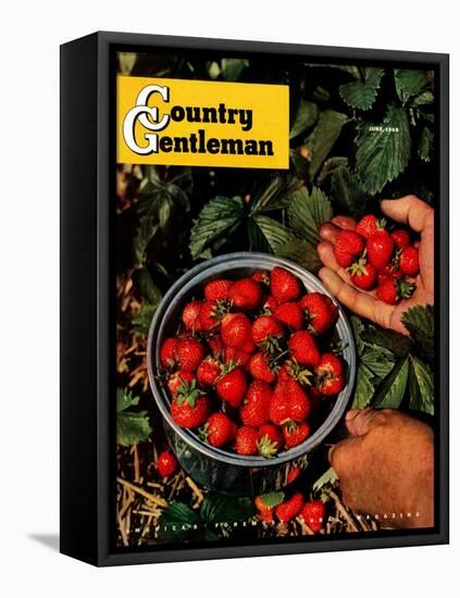 "Strawberries," Country Gentleman Cover, June 1, 1948-J.c. Allen-Framed Stretched Canvas