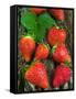 Strawberries (Fragaria Vesca) on a Tree Bark, Garden Strawberry-Nico Tondini-Framed Stretched Canvas