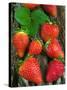 Strawberries (Fragaria Vesca) on a Tree Bark, Garden Strawberry-Nico Tondini-Stretched Canvas