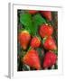 Strawberries (Fragaria Vesca) on a Tree Bark, Garden Strawberry-Nico Tondini-Framed Premium Photographic Print