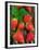 Strawberries (Fragaria Vesca) on a Tree Bark, Garden Strawberry-Nico Tondini-Framed Premium Photographic Print