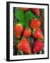 Strawberries (Fragaria Vesca) on a Tree Bark, Garden Strawberry-Nico Tondini-Framed Premium Photographic Print