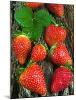 Strawberries (Fragaria Vesca) on a Tree Bark, Garden Strawberry-Nico Tondini-Mounted Premium Photographic Print