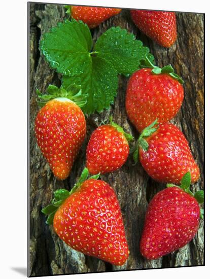 Strawberries (Fragaria Vesca) on a Tree Bark, Garden Strawberry-Nico Tondini-Mounted Premium Photographic Print