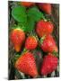 Strawberries (Fragaria Vesca) on a Tree Bark, Garden Strawberry-Nico Tondini-Mounted Premium Photographic Print