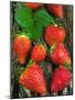 Strawberries (Fragaria Vesca) on a Tree Bark, Garden Strawberry-Nico Tondini-Mounted Photographic Print