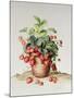 Strawberries in a Pot, 1998-Amelia Kleiser-Mounted Giclee Print