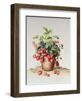 Strawberries in a Pot, 1998-Amelia Kleiser-Framed Giclee Print