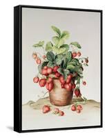 Strawberries in a Pot, 1998-Amelia Kleiser-Framed Stretched Canvas