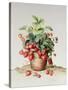 Strawberries in a Pot, 1998-Amelia Kleiser-Stretched Canvas