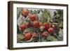 'Strawberries - John Kidd & Co. Ltd.', 1910-Photochrom Co Ltd of London-Framed Giclee Print