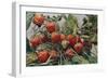 'Strawberries - John Kidd & Co. Ltd.', 1910-Photochrom Co Ltd of London-Framed Giclee Print