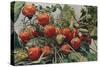 'Strawberries - John Kidd & Co. Ltd.', 1910-Photochrom Co Ltd of London-Stretched Canvas