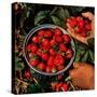 "Strawberries,"June 1, 1948-J.c. Allen-Stretched Canvas