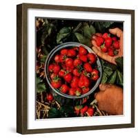 "Strawberries,"June 1, 1948-J.c. Allen-Framed Giclee Print