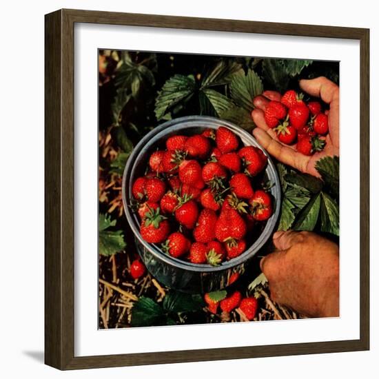 "Strawberries,"June 1, 1948-J.c. Allen-Framed Giclee Print