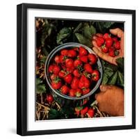 "Strawberries,"June 1, 1948-J.c. Allen-Framed Giclee Print