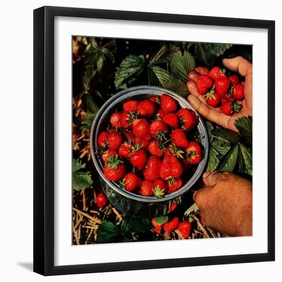 "Strawberries,"June 1, 1948-J.c. Allen-Framed Giclee Print