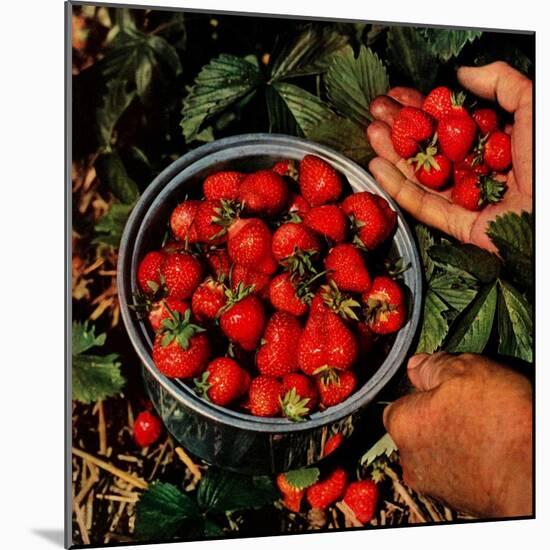 "Strawberries,"June 1, 1948-J.c. Allen-Mounted Giclee Print