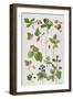 Strawberries, Raspberries and Other Edible Berries-Elizabeth Rice-Framed Giclee Print