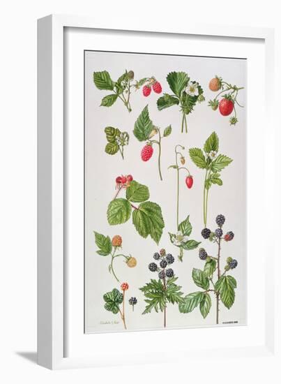 Strawberries, Raspberries and Other Edible Berries-Elizabeth Rice-Framed Giclee Print