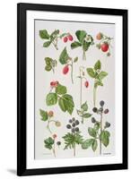 Strawberries, Raspberries and Other Edible Berries-Elizabeth Rice-Framed Premium Giclee Print