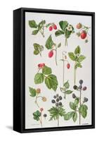 Strawberries, Raspberries and Other Edible Berries-Elizabeth Rice-Framed Stretched Canvas