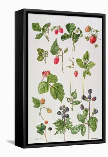 Strawberries, Raspberries and Other Edible Berries-Elizabeth Rice-Framed Stretched Canvas