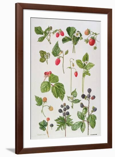 Strawberries, Raspberries and Other Edible Berries-Elizabeth Rice-Framed Giclee Print