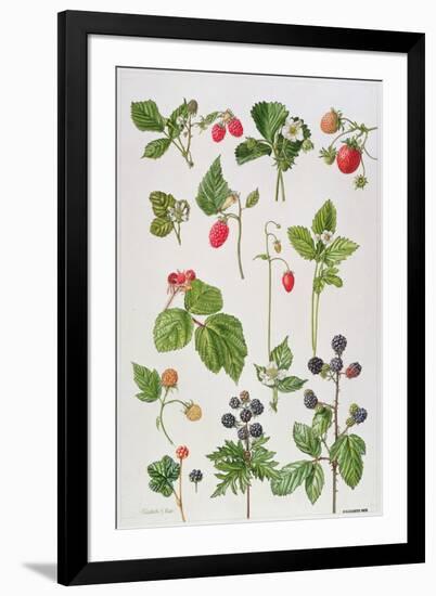 Strawberries, Raspberries and Other Edible Berries-Elizabeth Rice-Framed Giclee Print