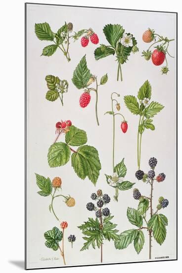 Strawberries, Raspberries and Other Edible Berries-Elizabeth Rice-Mounted Giclee Print