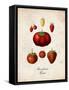 Strawberries-null-Framed Stretched Canvas