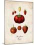 Strawberries-null-Mounted Art Print