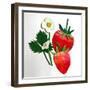 Strawberries-Sarah Thompson-Engels-Framed Giclee Print