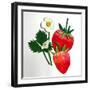 Strawberries-Sarah Thompson-Engels-Framed Giclee Print