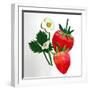 Strawberries-Sarah Thompson-Engels-Framed Giclee Print