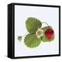 Strawberry and Blossom-DLILLC-Framed Stretched Canvas