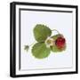 Strawberry and Blossom-DLILLC-Framed Photographic Print