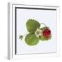 Strawberry and Blossom-DLILLC-Framed Photographic Print