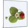 Strawberry and Blossom-DLILLC-Mounted Photographic Print