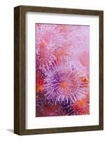 Strawberry Anemone, Actinia fragacea, Oregon Coast Aquarium, Newport, Oregon-Adam Jones-Framed Photographic Print