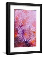 Strawberry Anemone, Actinia fragacea, Oregon Coast Aquarium, Newport, Oregon-Adam Jones-Framed Photographic Print