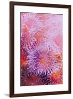 Strawberry Anemone, Actinia fragacea, Oregon Coast Aquarium, Newport, Oregon-Adam Jones-Framed Photographic Print