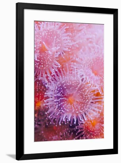 Strawberry Anemone, Actinia fragacea, Oregon Coast Aquarium, Newport, Oregon-Adam Jones-Framed Photographic Print