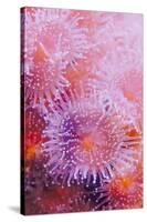 Strawberry Anemone, Actinia fragacea, Oregon Coast Aquarium, Newport, Oregon-Adam Jones-Stretched Canvas