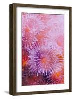 Strawberry Anemone, Actinia fragacea, Oregon Coast Aquarium, Newport, Oregon-Adam Jones-Framed Photographic Print